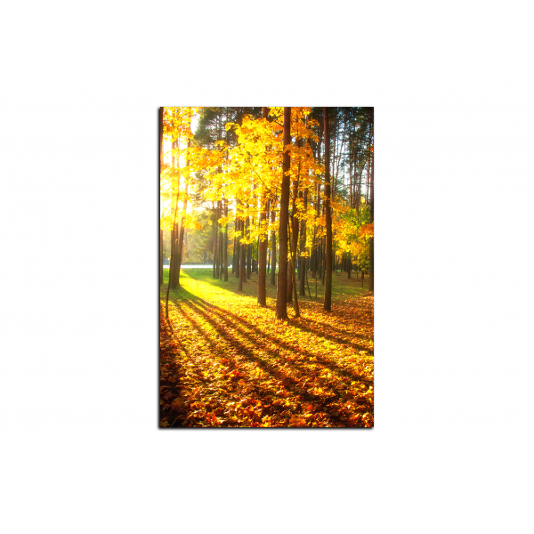 Obraz na plátně - Podzimní les - obdélník